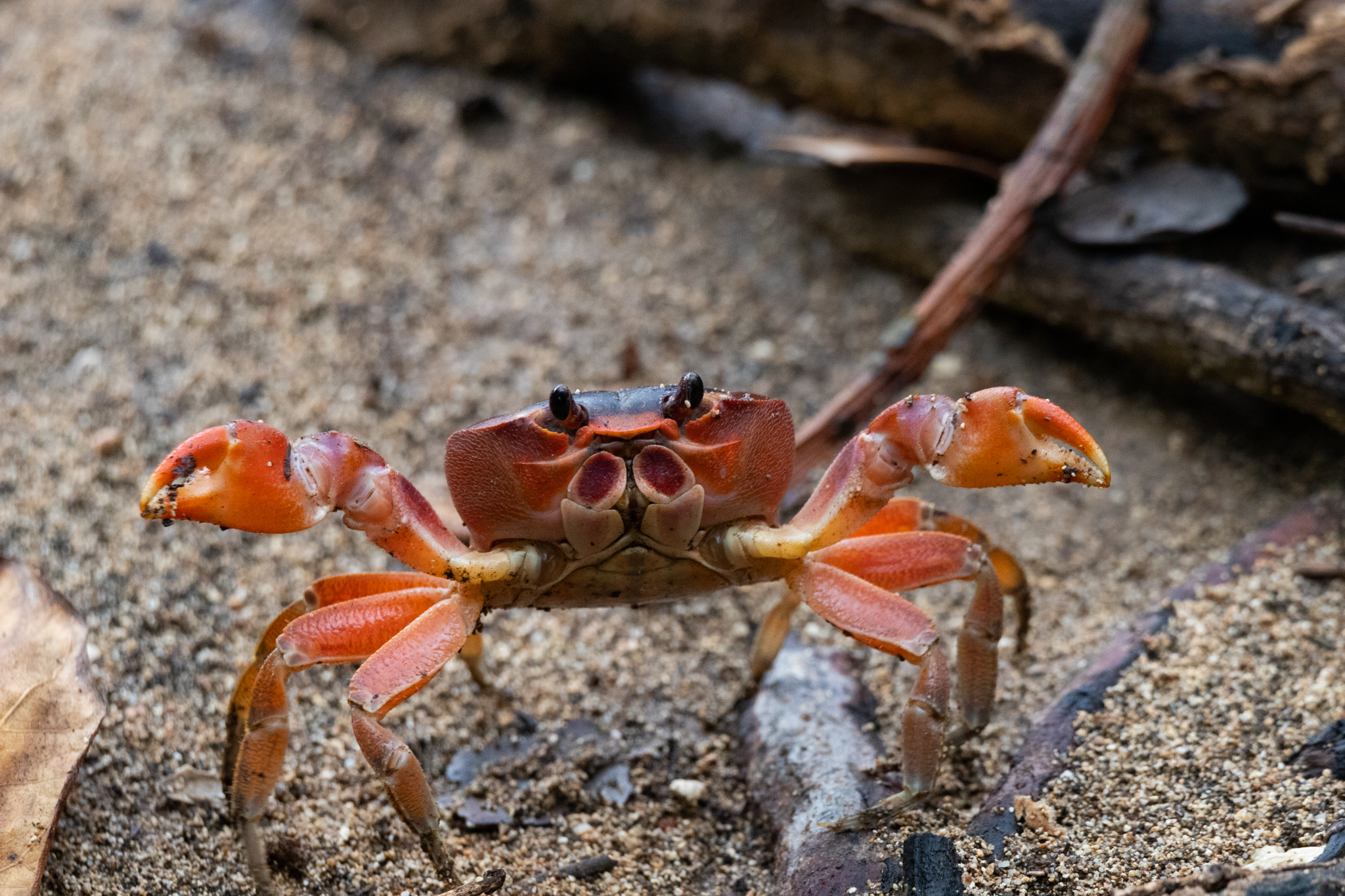 crabe belliqueux
