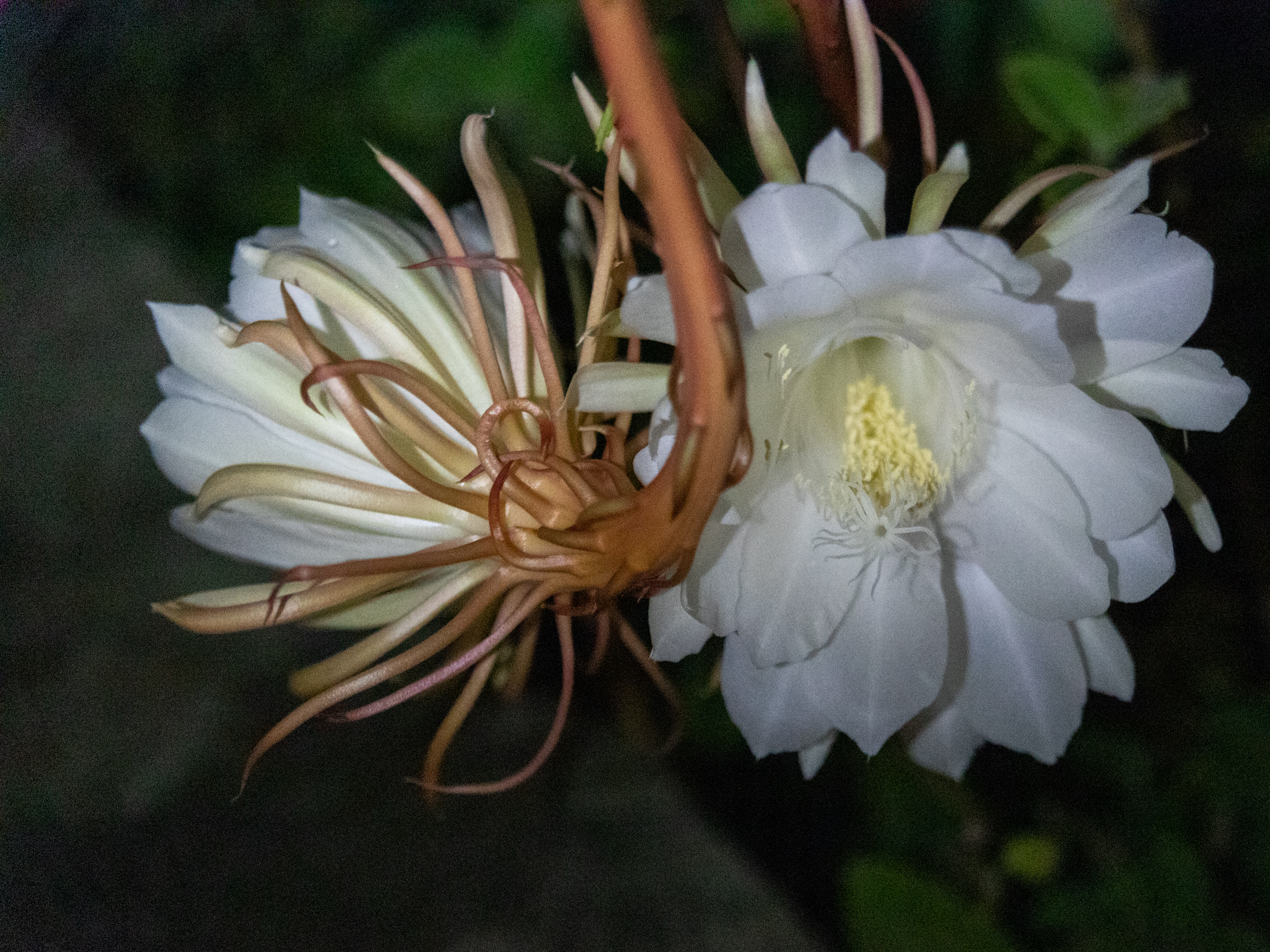 Epiphyllum oxypetalum