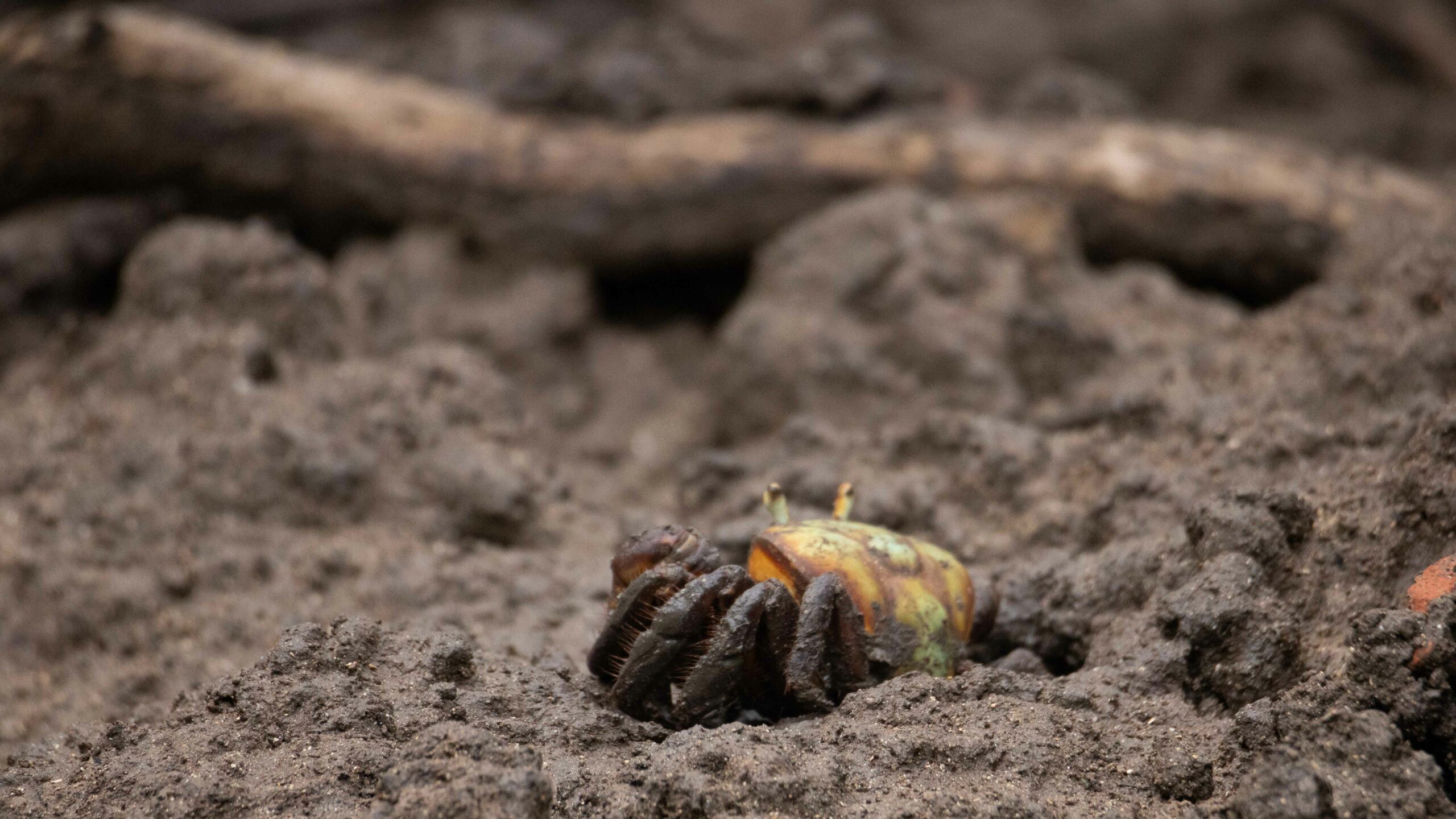 un crabe dans la mangrove