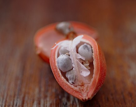 fruits d'Alpinia Zerumbet