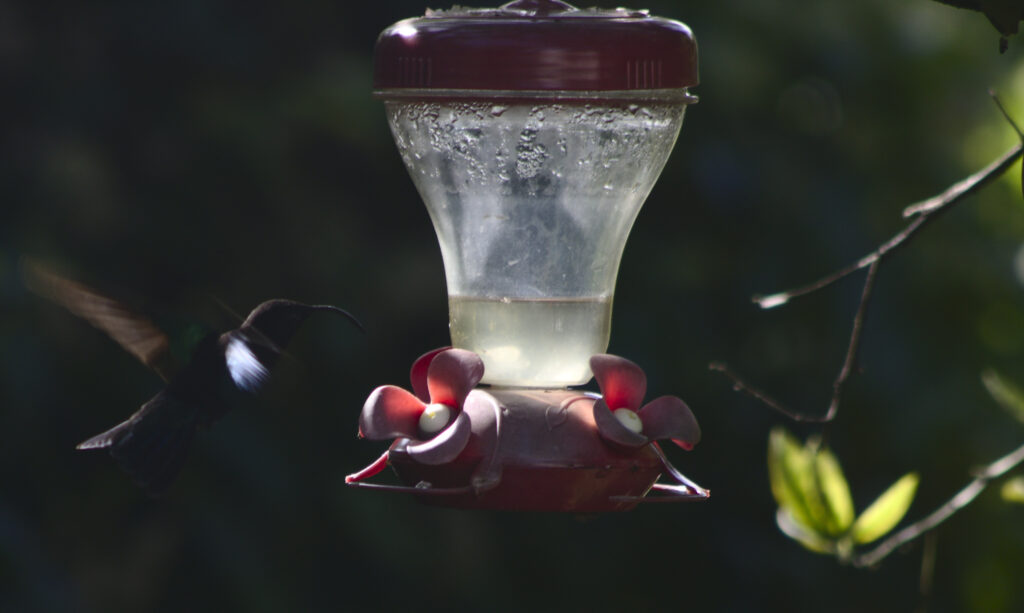 un colibri en plein vol